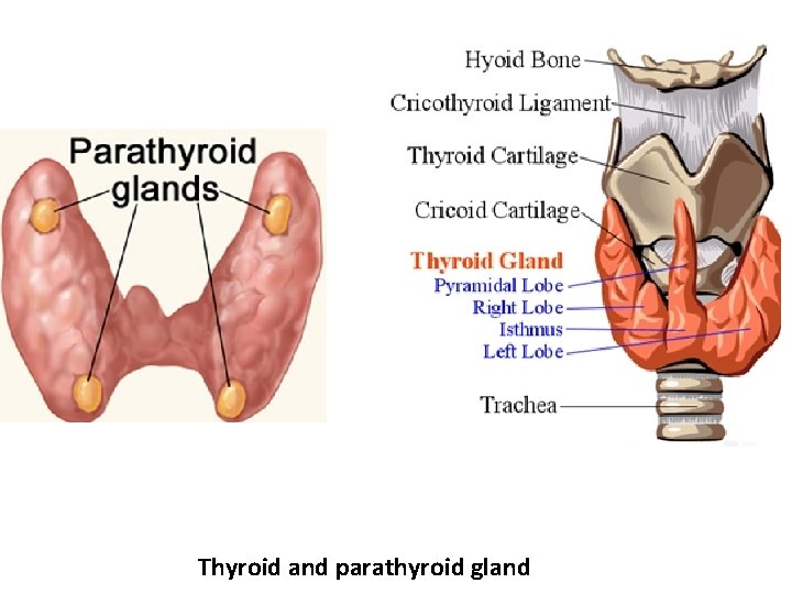 Thyroid and parathyroid gland Thyroid and parathyroid gland