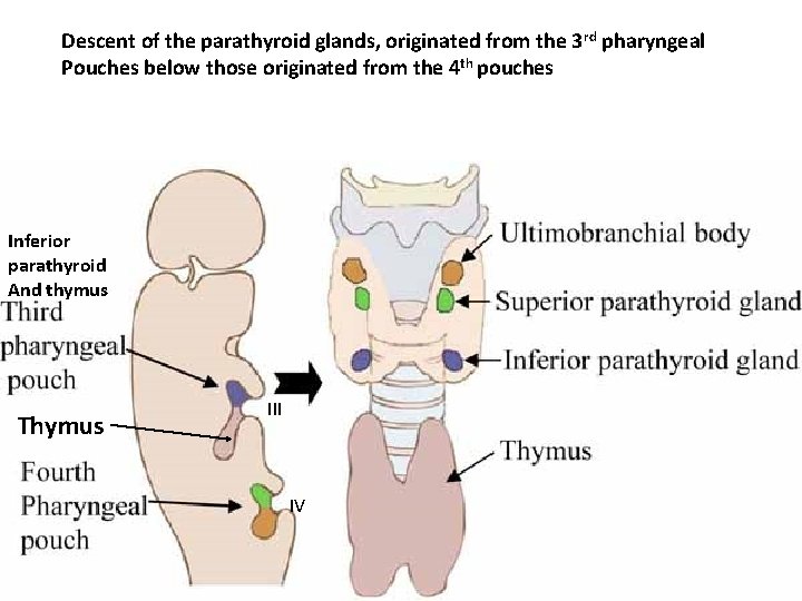 Descent of the parathyroid glands, originated from the 3 rd pharyngeal Pouches below those