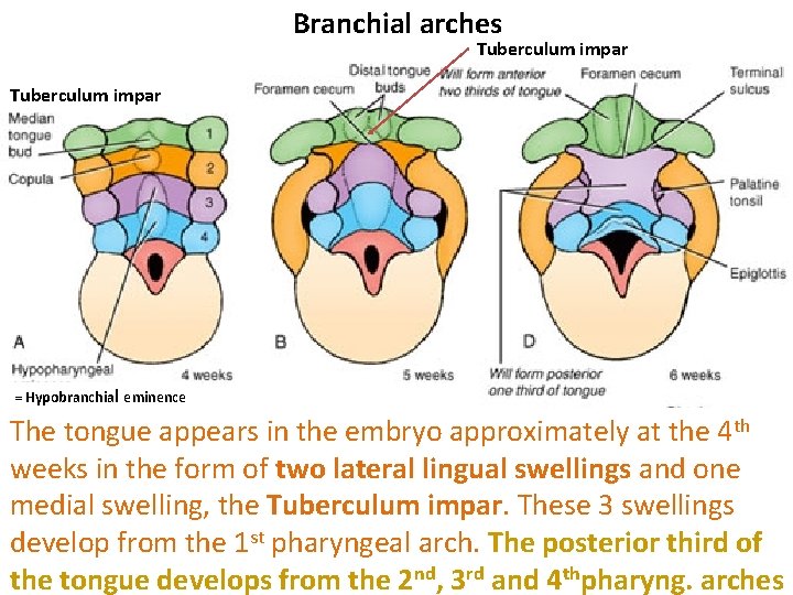 Branchial arches Tuberculum impar = Hypobranchial eminence The tongue appears in the embryo approximately Branchial arches Tuberculum impar = Hypobranchial eminence The tongue appears in the embryo approximately
