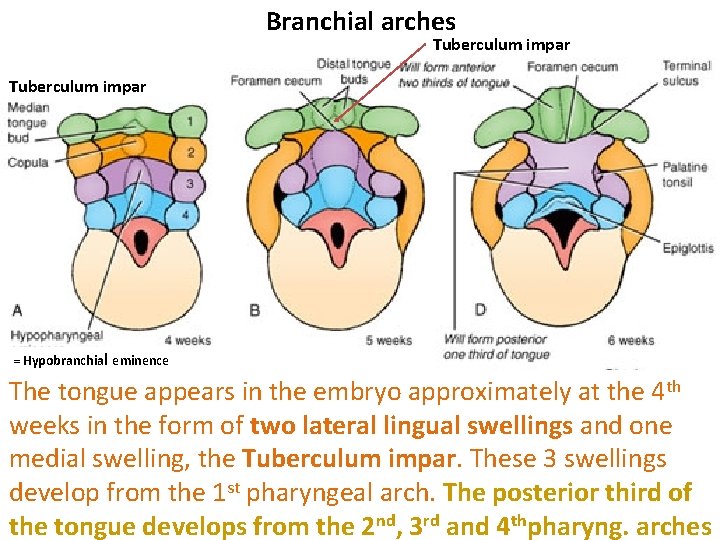 Branchial arches Tuberculum impar = Hypobranchial eminence The tongue appears in the embryo approximately