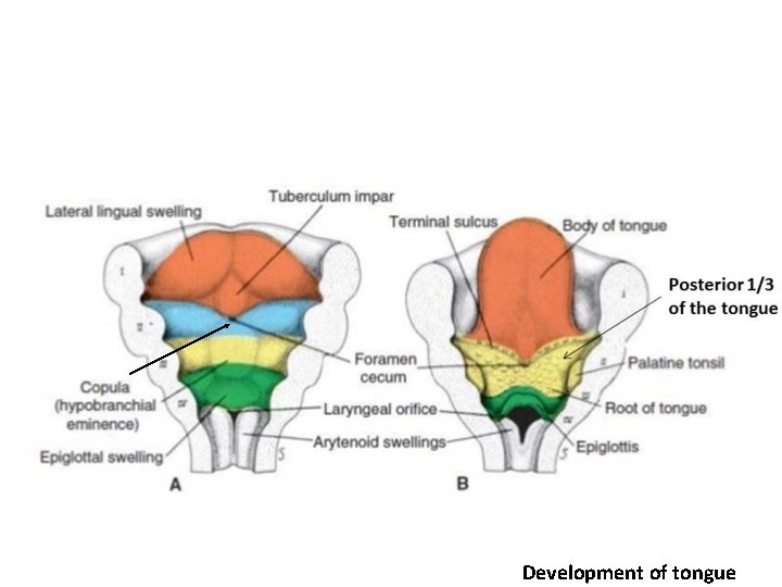 Development of tongue Development of tongue
