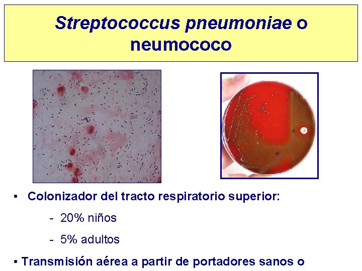 Streptococcus pneumoniae o neumococo • Colonizador del tracto respiratorio superior: - 20% niños -