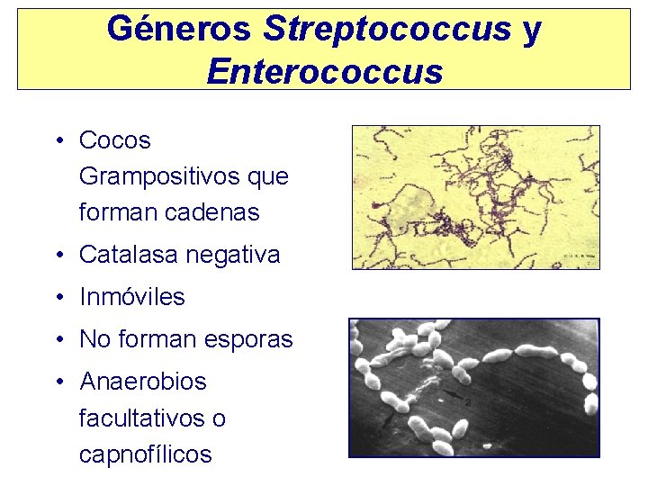 Géneros Streptococcus y Enterococcus • Cocos Grampositivos que forman cadenas • Catalasa negativa •