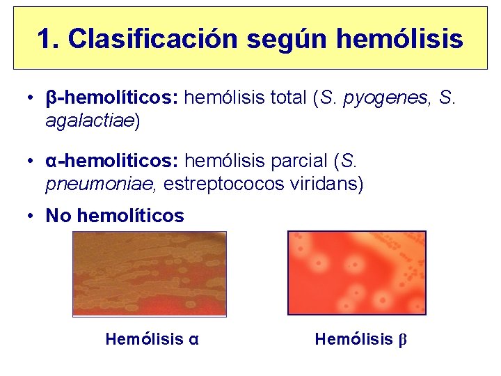 1. Clasificación según hemólisis • β-hemolíticos: hemólisis total (S. pyogenes, S. agalactiae) • α-hemoliticos:
