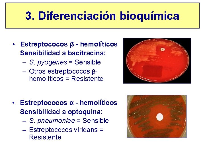 3. Diferenciación bioquímica • Estreptococos β - hemolíticos Sensibilidad a bacitracina: – S. pyogenes