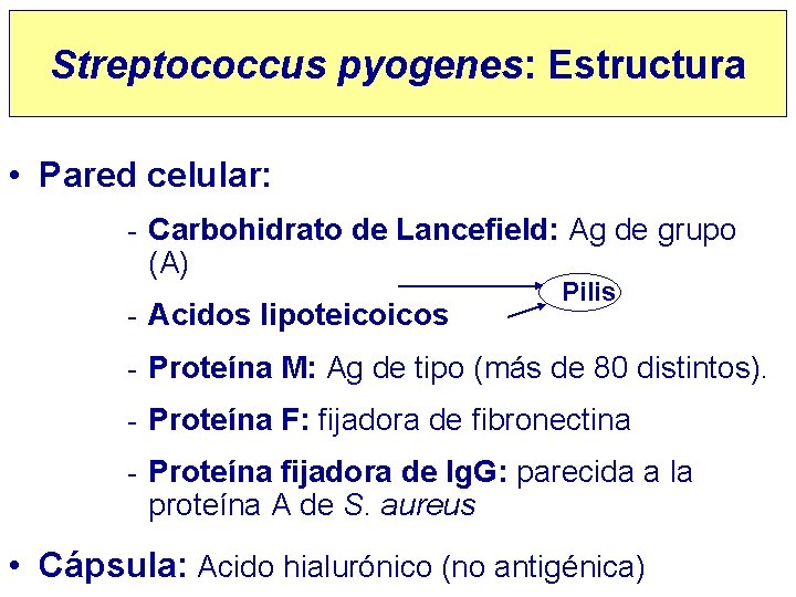 Streptococcus pyogenes: Estructura • Pared celular: - Carbohidrato de Lancefield: Ag de grupo (A)