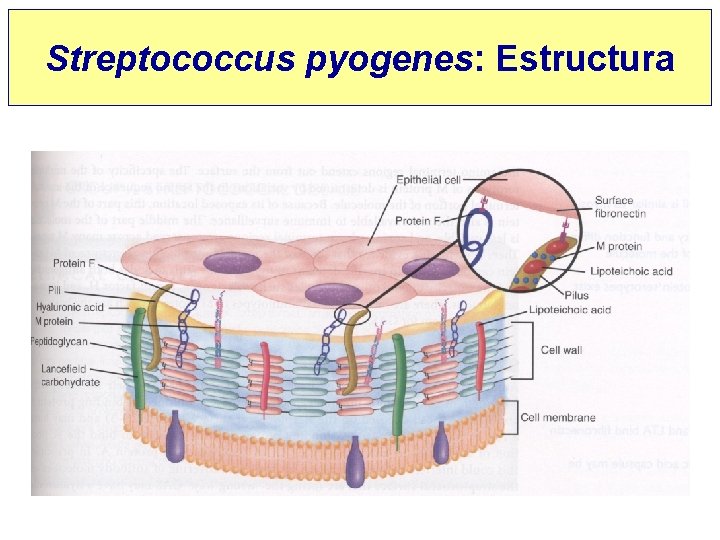 Streptococcus pyogenes: Estructura 