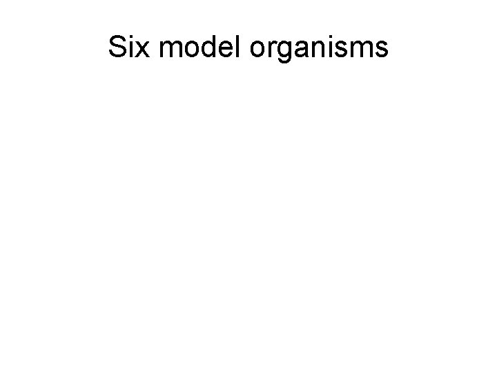 Six model organisms 