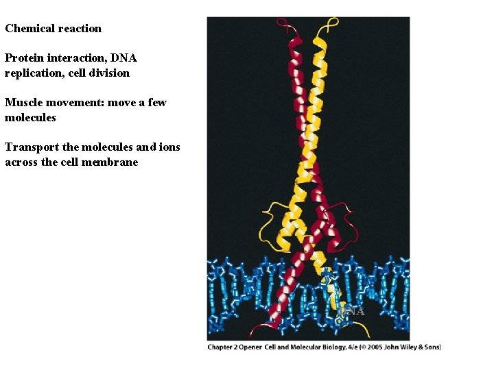 Chemical reaction Protein interaction, DNA replication, cell division Muscle movement: move a few molecules