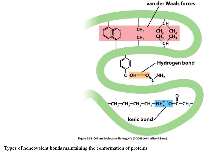 Types of noncovalent bonds maintaining the conformation of proteins 