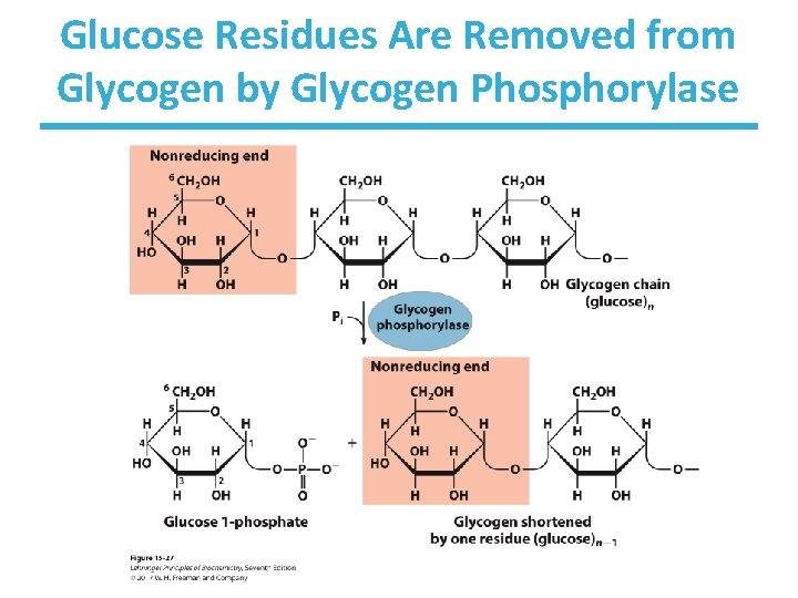 Glucose Residues Are Removed from Glycogen by Glycogen Phosphorylase 