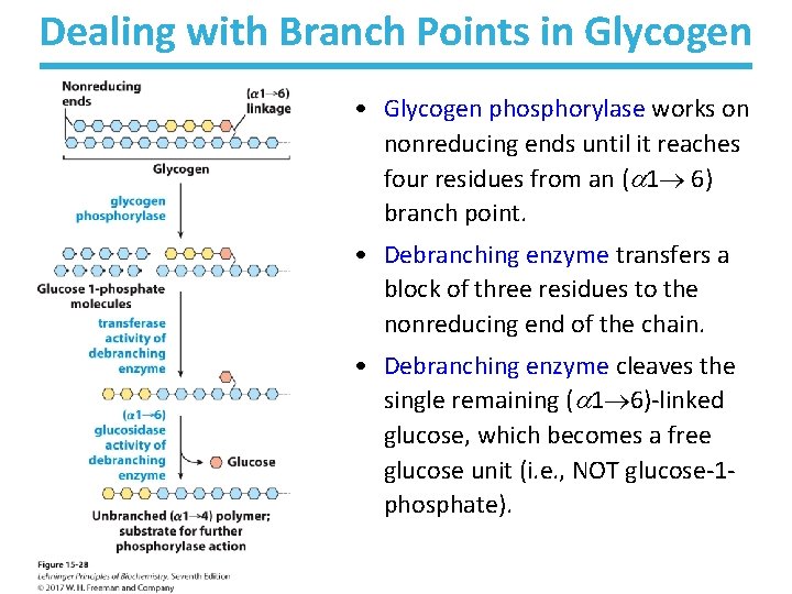 Dealing with Branch Points in Glycogen • Glycogen phosphorylase works on nonreducing ends until