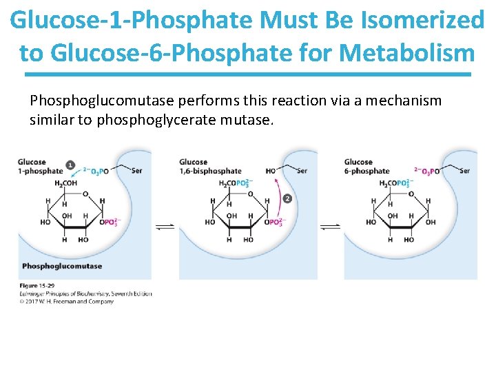 Glucose-1 -Phosphate Must Be Isomerized to Glucose-6 -Phosphate for Metabolism Phosphoglucomutase performs this reaction