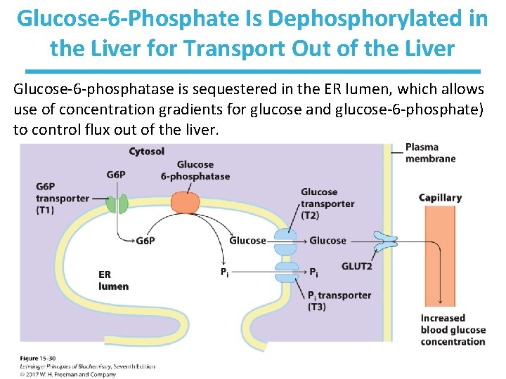 Glucose-6 -Phosphate Is Dephosphorylated in the Liver for Transport Out of the Liver Glucose-6