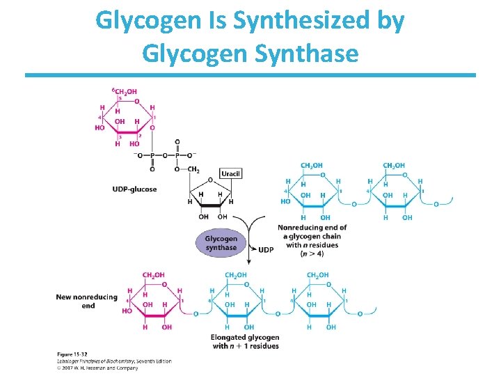 Glycogen Is Synthesized by Glycogen Synthase 