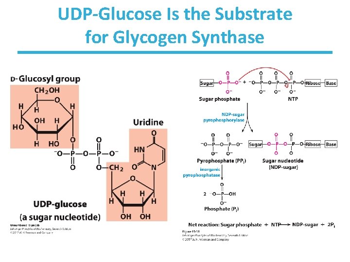 UDP-Glucose Is the Substrate for Glycogen Synthase 