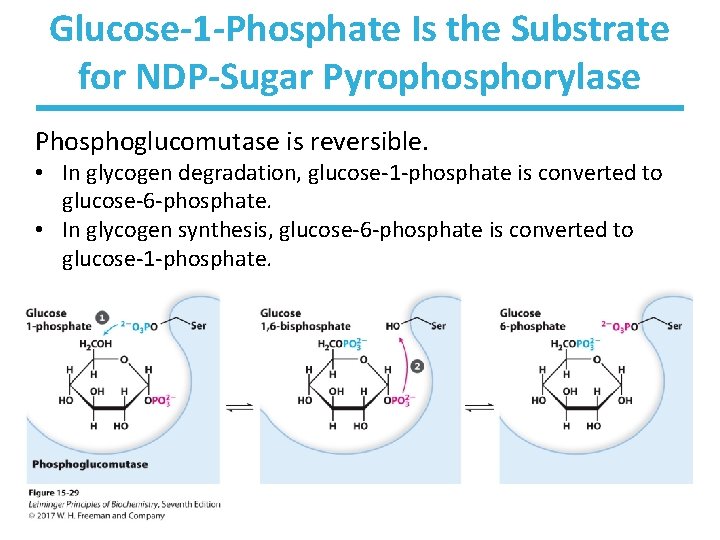 Glucose-1 -Phosphate Is the Substrate for NDP-Sugar Pyrophosphorylase Phosphoglucomutase is reversible. • In glycogen