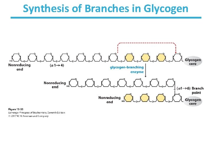 Synthesis of Branches in Glycogen 