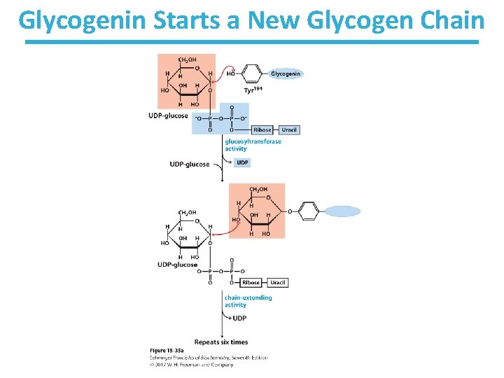 Glycogenin Starts a New Glycogen Chain 