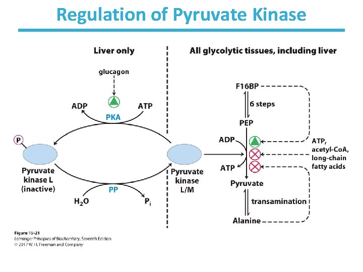 Regulation of Pyruvate Kinase 