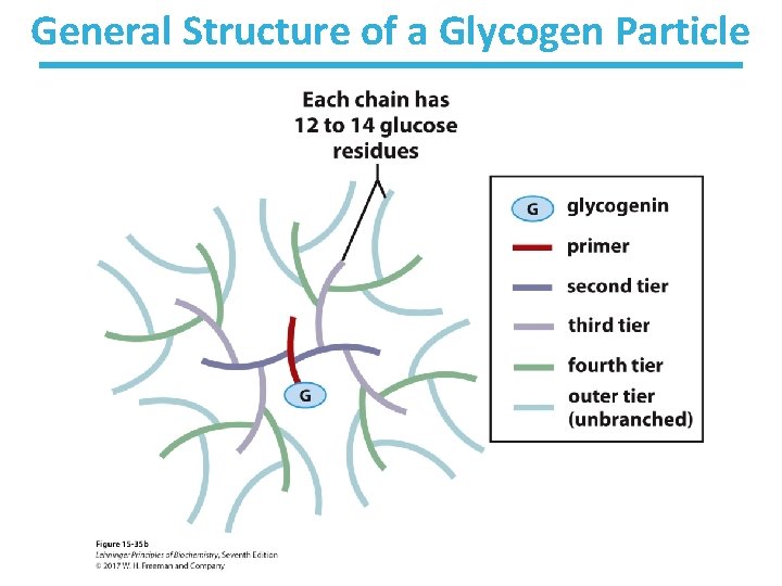 General Structure of a Glycogen Particle 