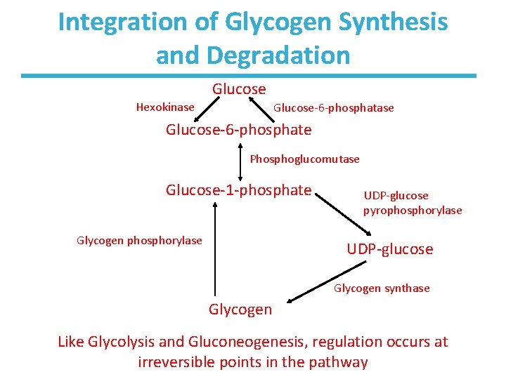 Integration of Glycogen Synthesis and Degradation Glucose Hexokinase Glucose-6 -phosphate Phosphoglucomutase Glucose-1 -phosphate Glycogen