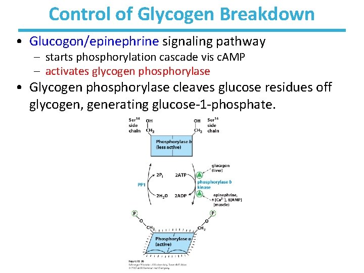 Control of Glycogen Breakdown • Glucogon/epinephrine signaling pathway – starts phosphorylation cascade vis c.