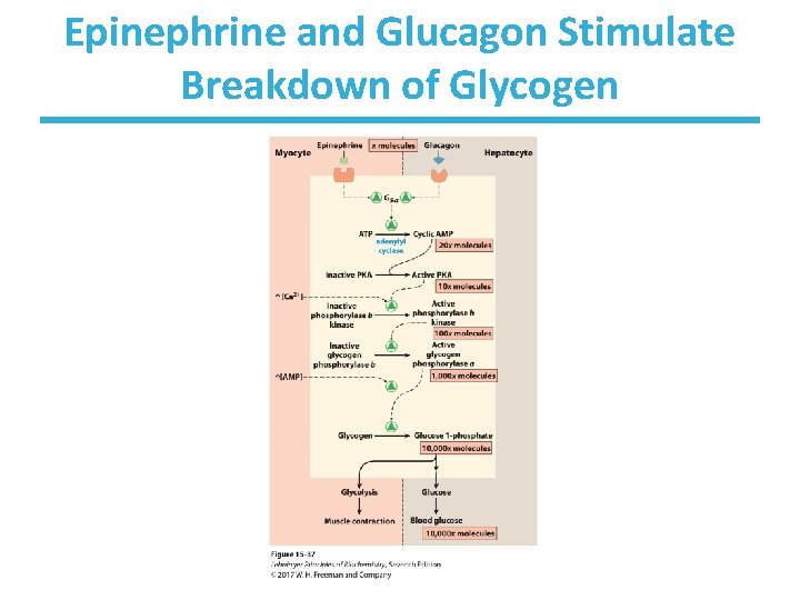 Epinephrine and Glucagon Stimulate Breakdown of Glycogen 