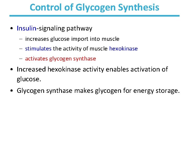 Control of Glycogen Synthesis • Insulin-signaling pathway – increases glucose import into muscle –