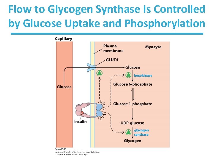 Flow to Glycogen Synthase Is Controlled by Glucose Uptake and Phosphorylation 