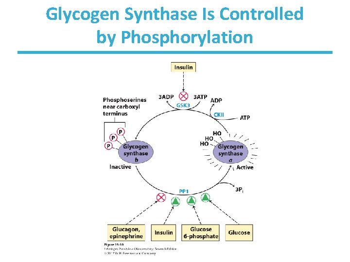 Glycogen Synthase Is Controlled by Phosphorylation 