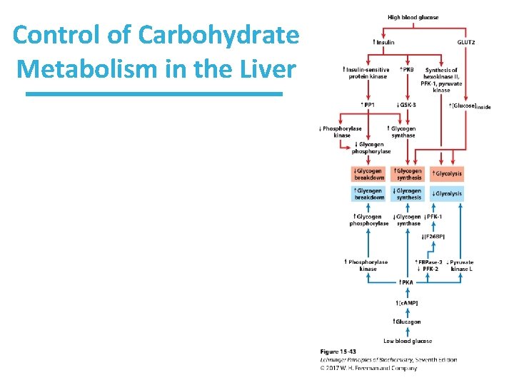 Control of Carbohydrate Metabolism in the Liver 