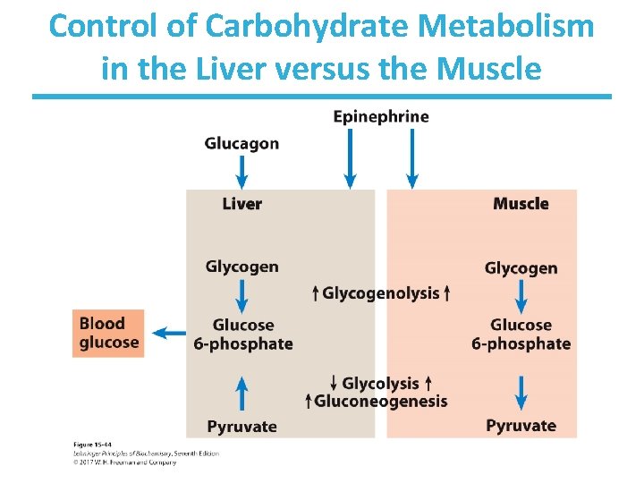 Control of Carbohydrate Metabolism in the Liver versus the Muscle 