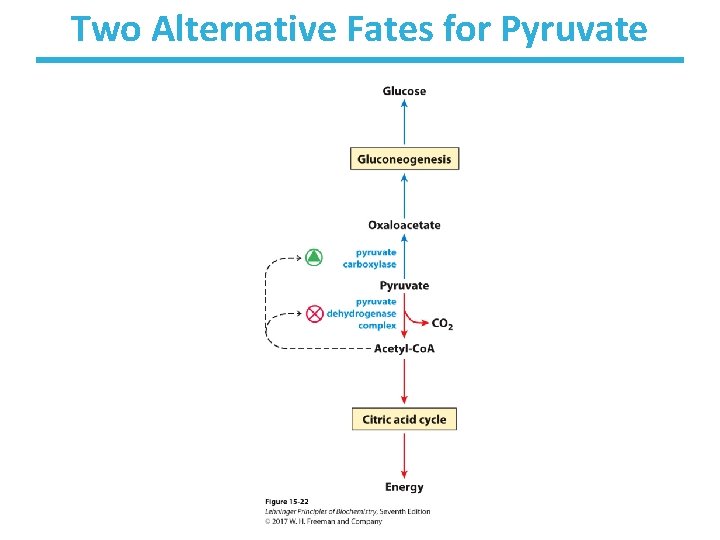 Two Alternative Fates for Pyruvate 