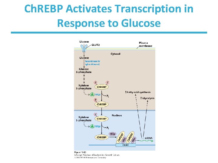 Ch. REBP Activates Transcription in Response to Glucose 