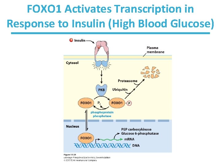 FOXO 1 Activates Transcription in Response to Insulin (High Blood Glucose) 