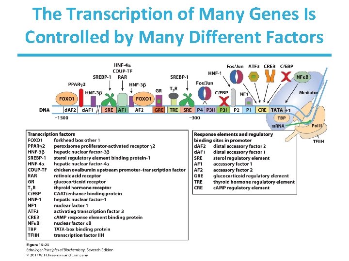 The Transcription of Many Genes Is Controlled by Many Different Factors 