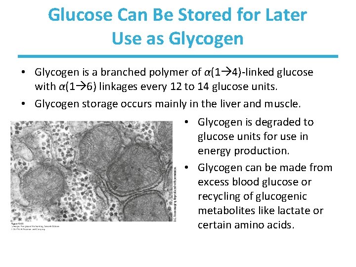 Glucose Can Be Stored for Later Use as Glycogen • Glycogen is a branched