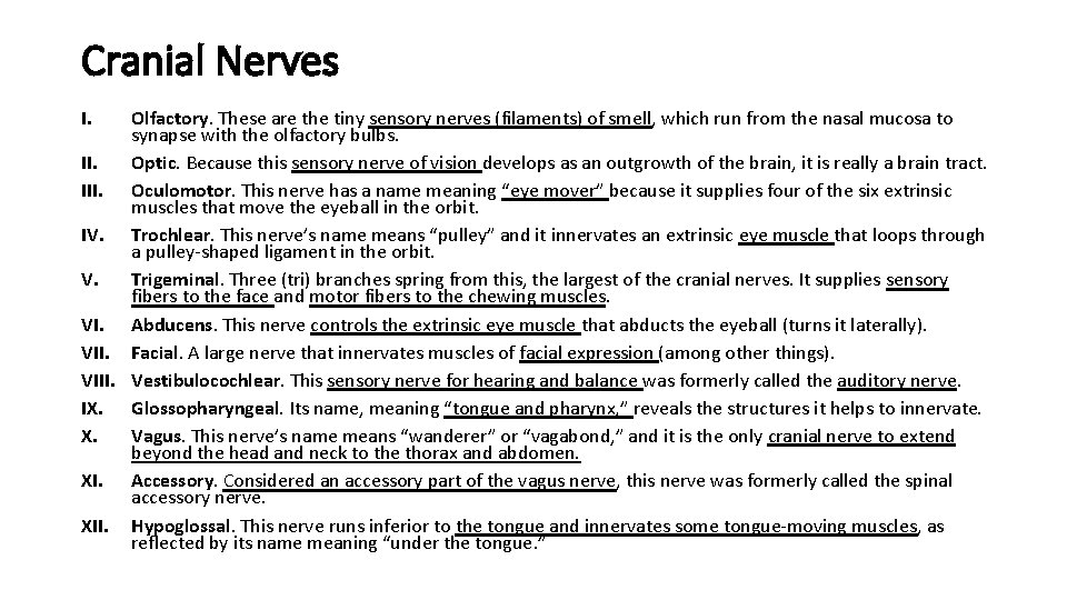 Cranial Nerves I. Olfactory. These are the tiny sensory nerves (filaments) of smell, which