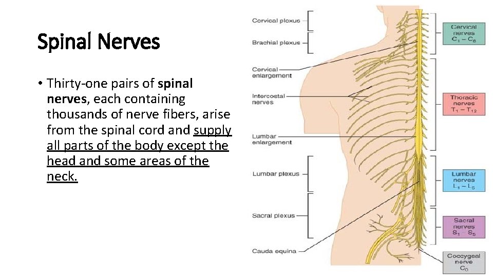 Spinal Nerves • Thirty-one pairs of spinal nerves, each containing thousands of nerve fibers,
