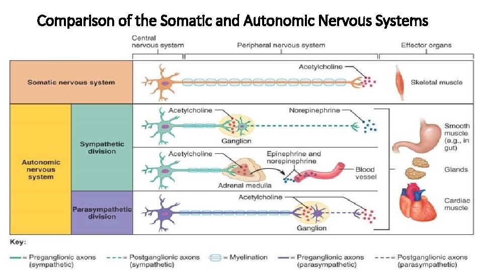 Comparison of the Somatic and Autonomic Nervous Systems 