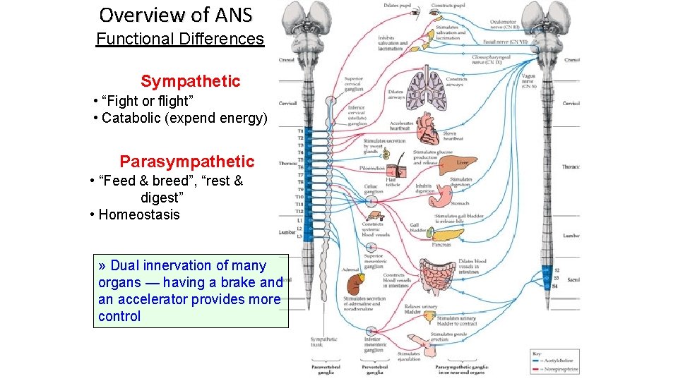 Overview of ANS Functional Differences Sympathetic • “Fight or flight” • Catabolic (expend energy)