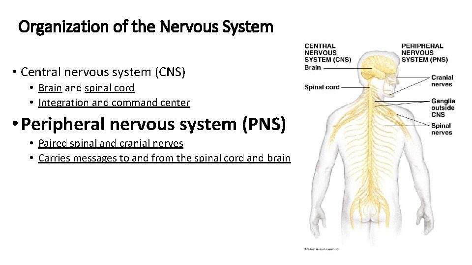 Organization of the Nervous System • Central nervous system (CNS) • Brain and spinal
