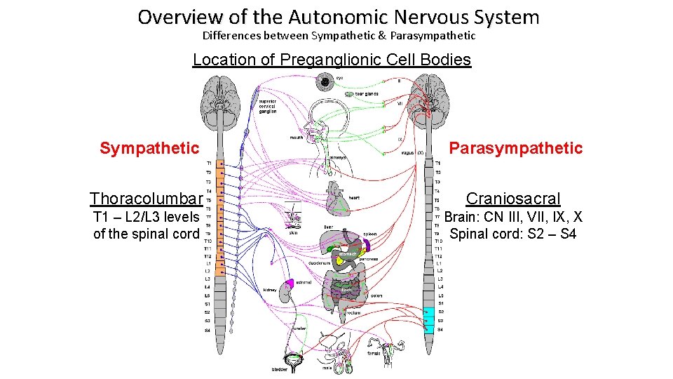 Overview of the Autonomic Nervous System Differences between Sympathetic & Parasympathetic Location of Preganglionic