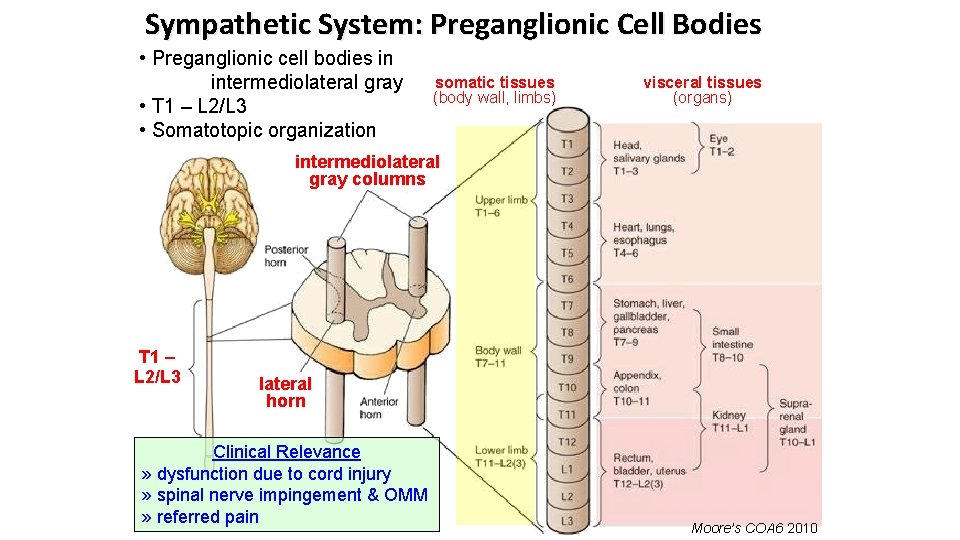 Sympathetic System: Preganglionic Cell Bodies • Preganglionic cell bodies in intermediolateral gray • T
