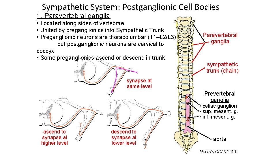 Sympathetic System: Postganglionic Cell Bodies 1. Paravertebral ganglia • Located along sides of vertebrae
