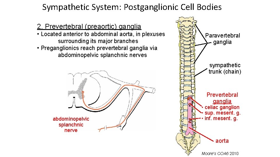 Sympathetic System: Postganglionic Cell Bodies 2. Prevertebral (preaortic) ganglia • Located anterior to abdominal