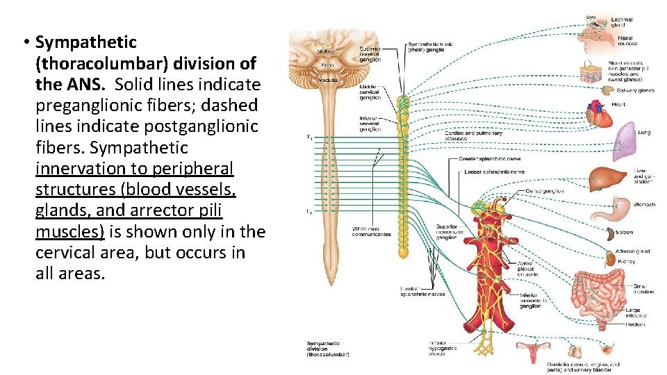  • Sympathetic (thoracolumbar) division of the ANS. Solid lines indicate preganglionic fibers; dashed