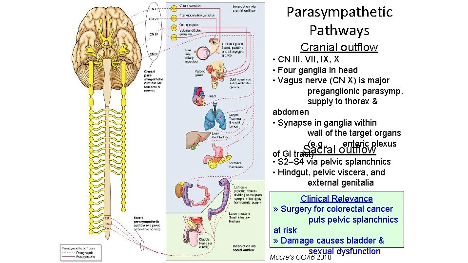 Parasympathetic Pathways Cranial outflow • CN III, VII, IX, X • Four ganglia in