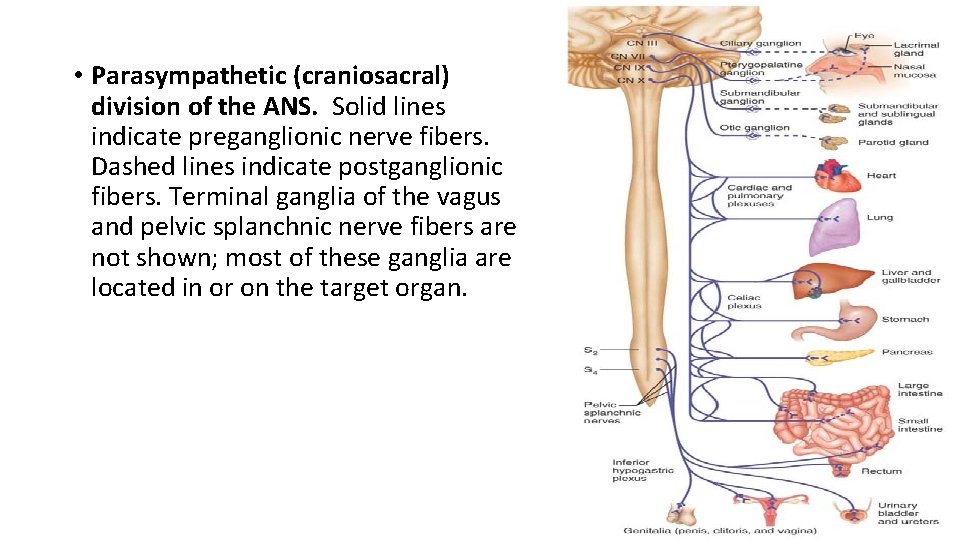  • Parasympathetic (craniosacral) division of the ANS. Solid lines indicate preganglionic nerve fibers.